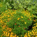 Tagetes signata pumila